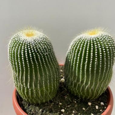 Eriocactus Leninghausii Inermis